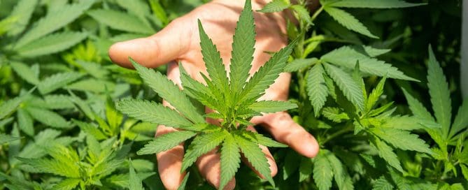 Image: Street (Illegal) Cannabis vs Prescribed Medicinal Cannabis: What Clinicians and Patients Need to Know - Photo by CRYSTALWEED cannabis on Unsplash